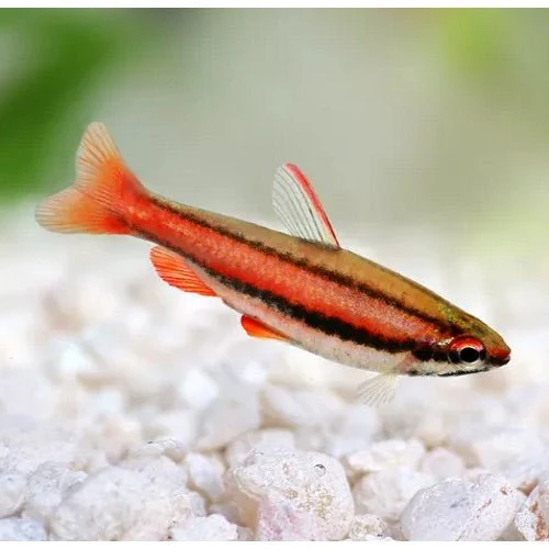 PENCIL FISH - Gold (Red Form) - Image 2