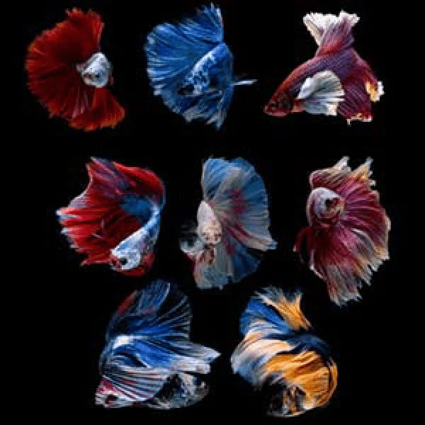Premium Assorted Male Betta Fish