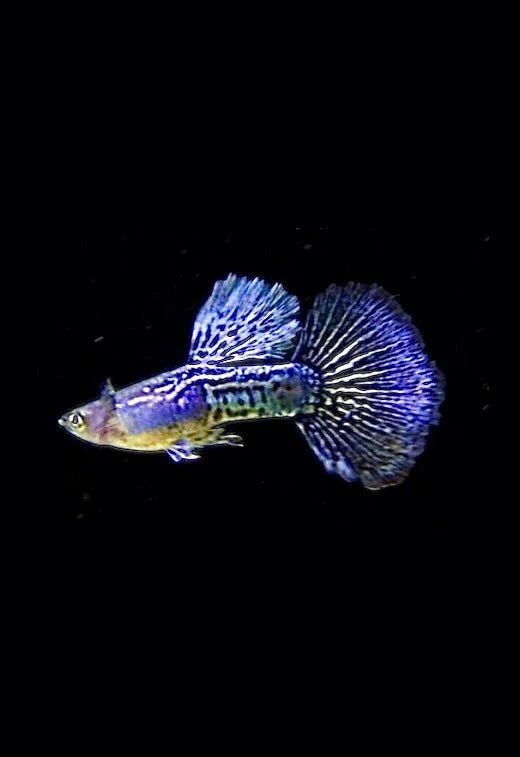 PURPLE DRAGON GUPPY BREEDING PAIR
