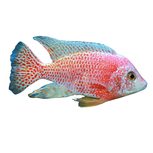 Radiant Strawberry Peacock Cichlid: A Colorful Jewel for Your Freshwater Aquarium