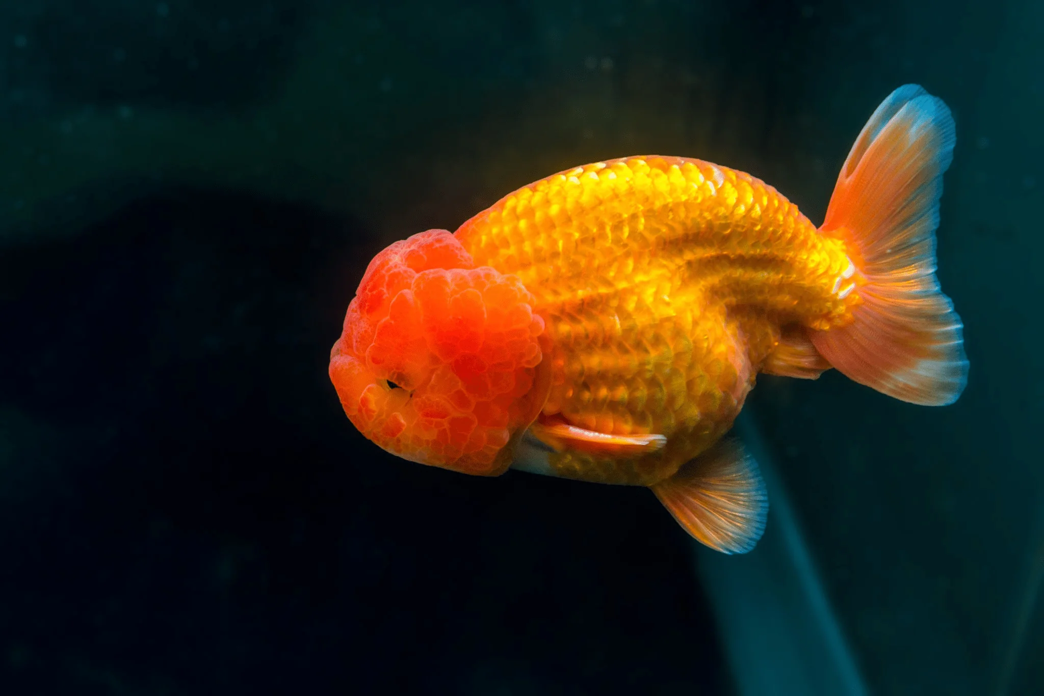 Premium Ranchu Goldfish