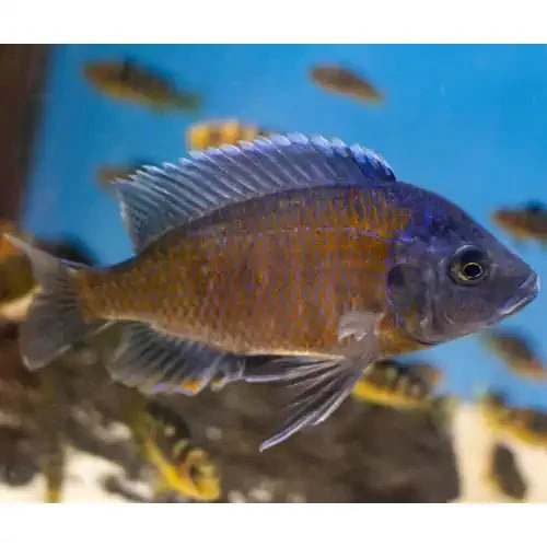 RED FIN KADANGO CICHLIDS