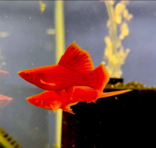 RED FIRECRACKER SWORDTAIL