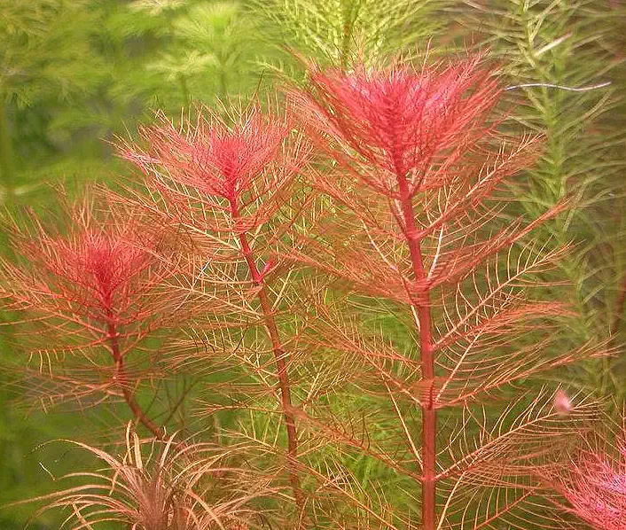 RED MYRO