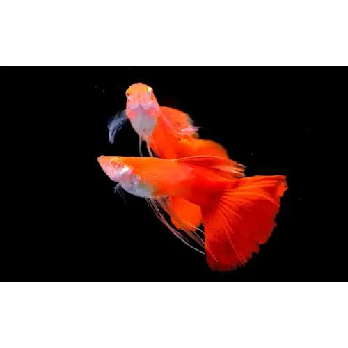 Albino Full Red Guppy
