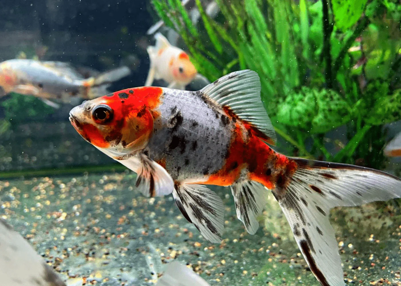 Shubunkins Red White