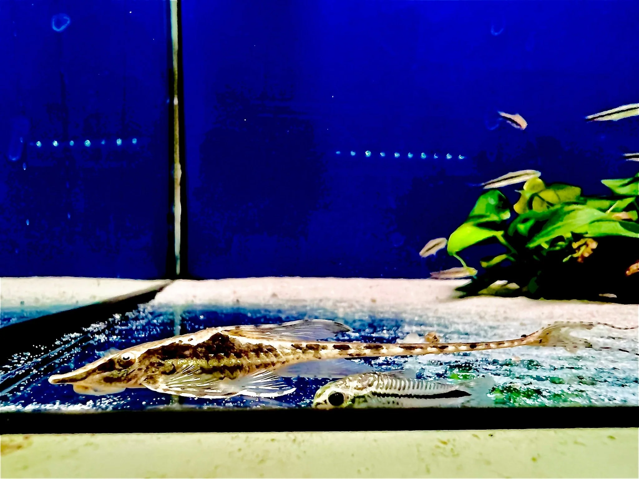 ROYAL WHIPTAIL CATFISH
