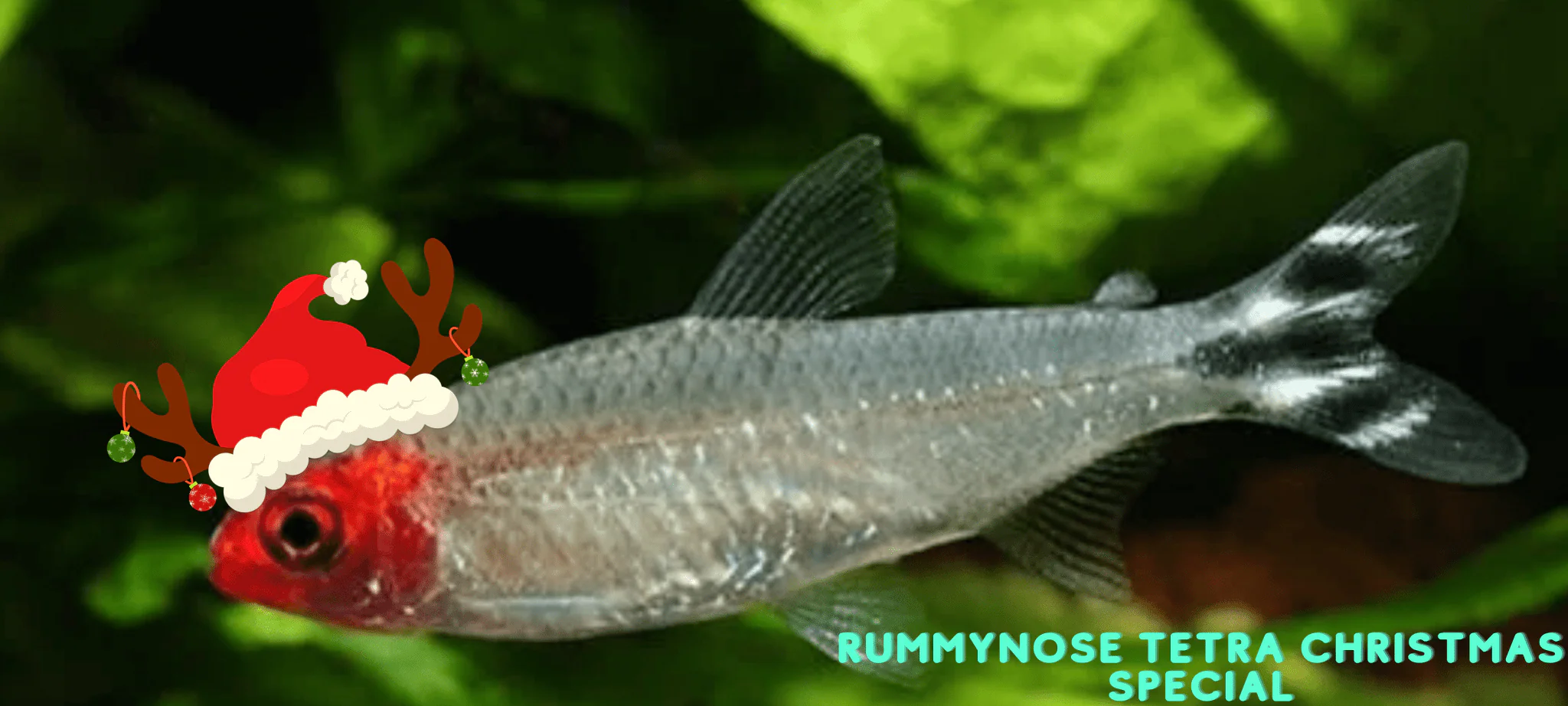 Rummynose Tetra (Buy 5 Get 1 Free)
