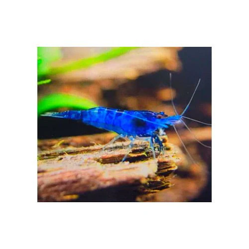 SHRIMP MYSTERY BOX - Image 4