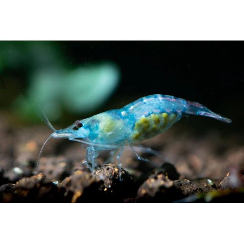 SHRIMP MYSTERY BOX - Image 5