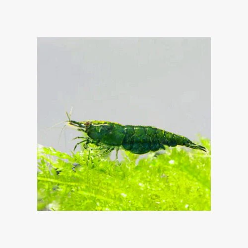 SHRIMP MYSTERY BOX - Image 6