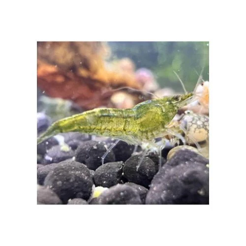SHRIMP MYSTERY BOX - Image 7