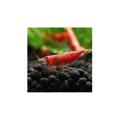 SHRIMP MYSTERY BOX - Image 8