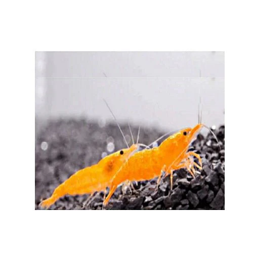 SHRIMP MYSTERY BOX - Image 9