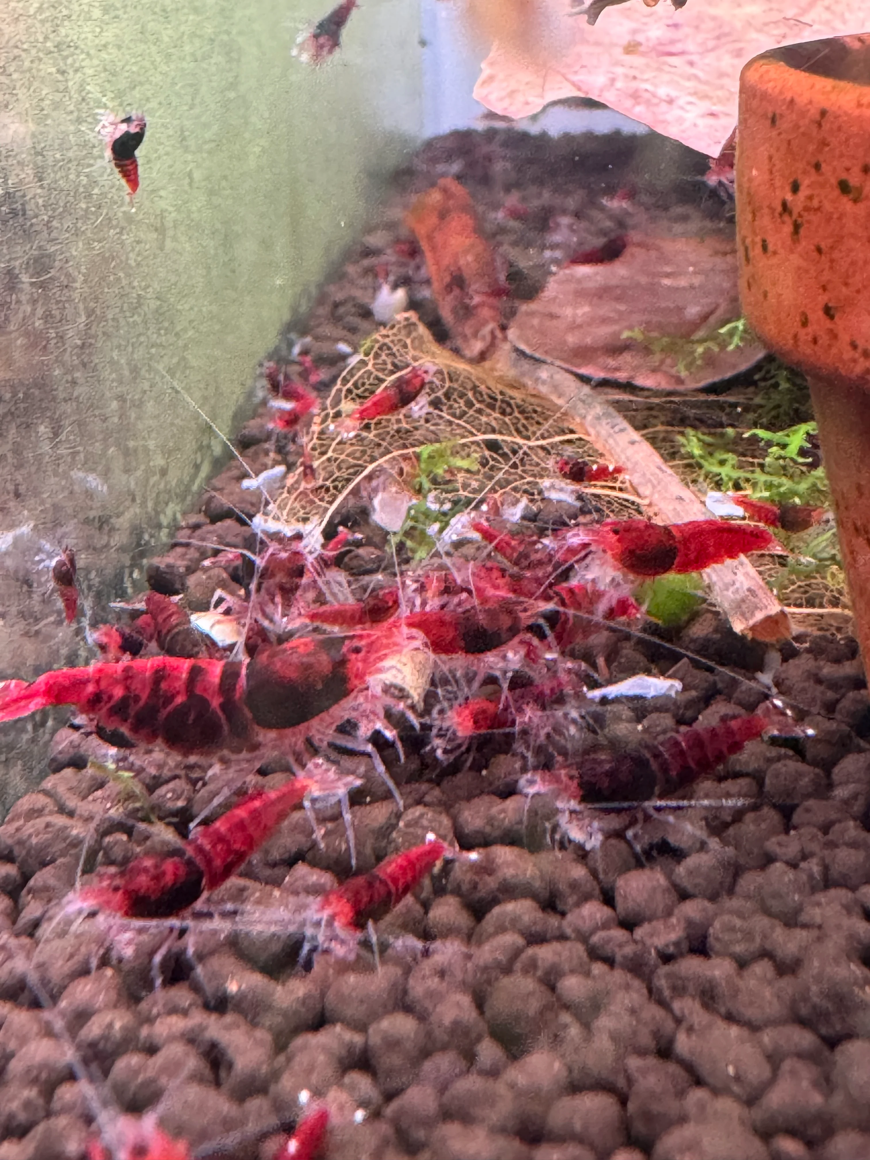 Shrimp Red King Kong