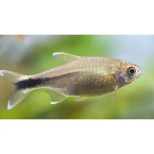 Silver Tip Tetra (Buy 5 Get 1 Free)