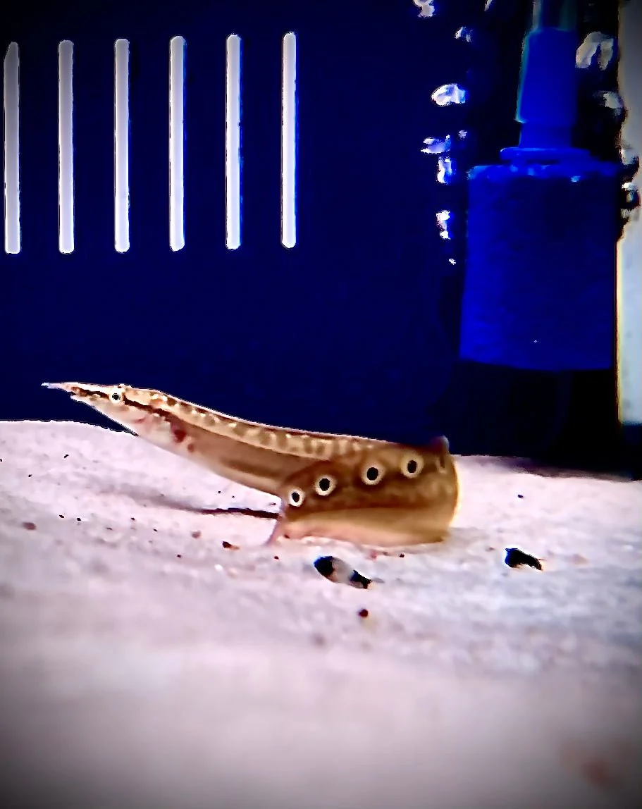 SPINEY EEL