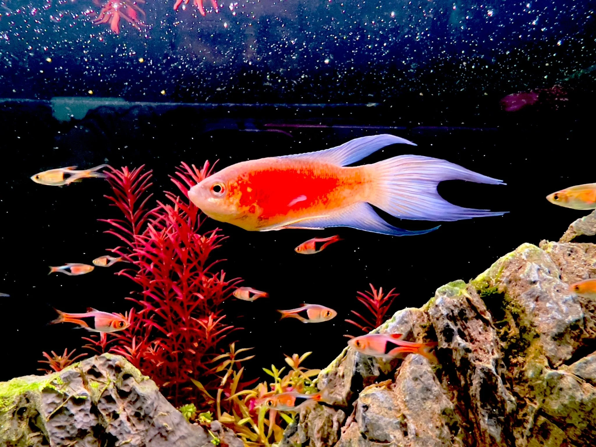 SUPER RED PARADISE FISH