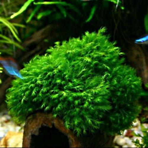 US FISSIDENS MOSS