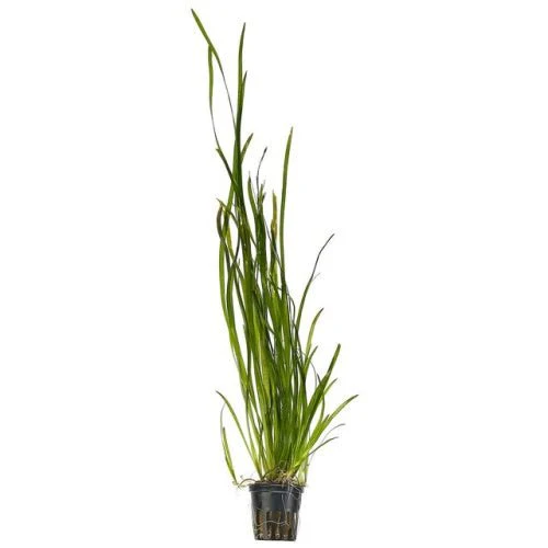 Vallisneria - Thin