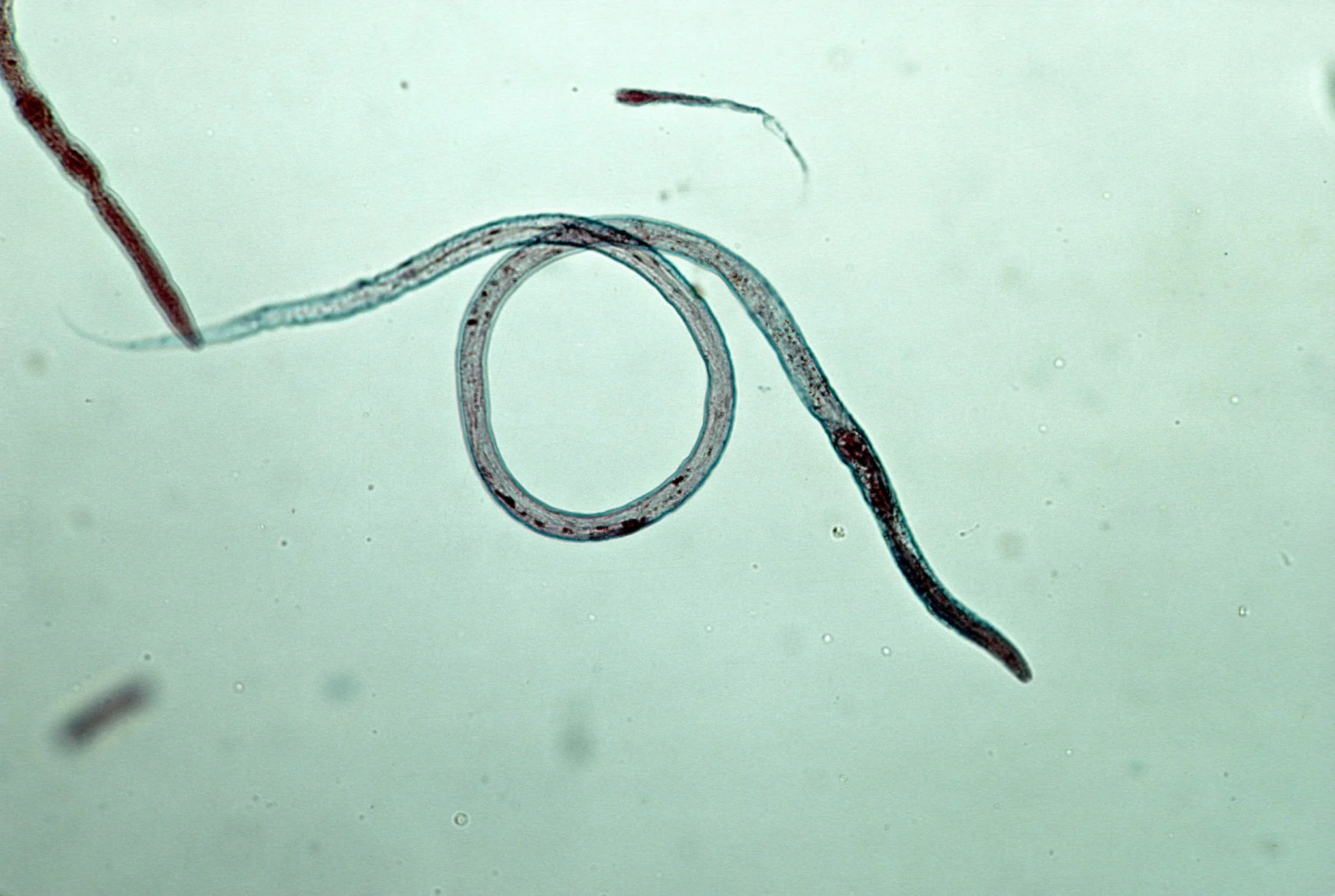 VINEGAR EELS - LIVE FOOD FOR FISH FRY