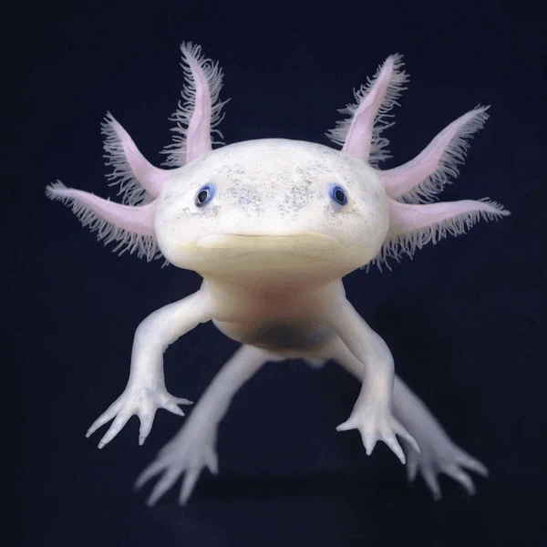 Axolotl - White (Local) M-12